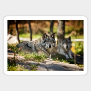 Grey Wolf Sticker